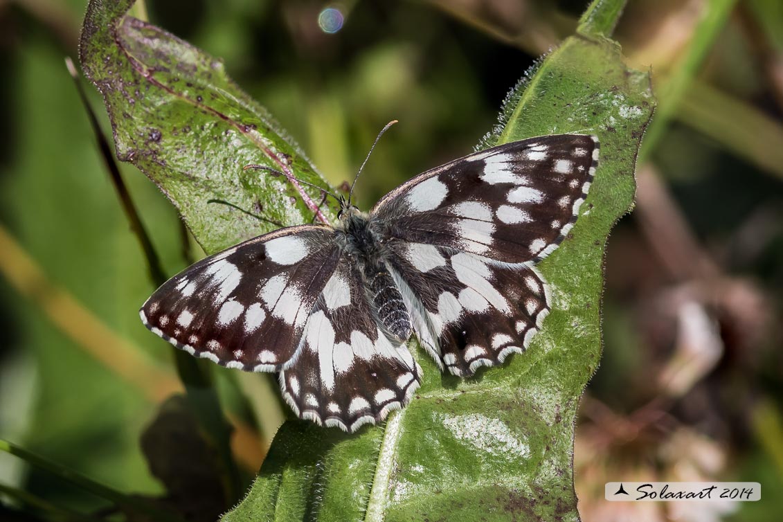 Melanargia galathea
