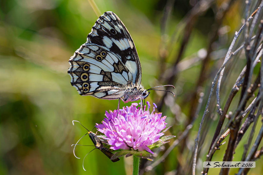 Melanargia galathea