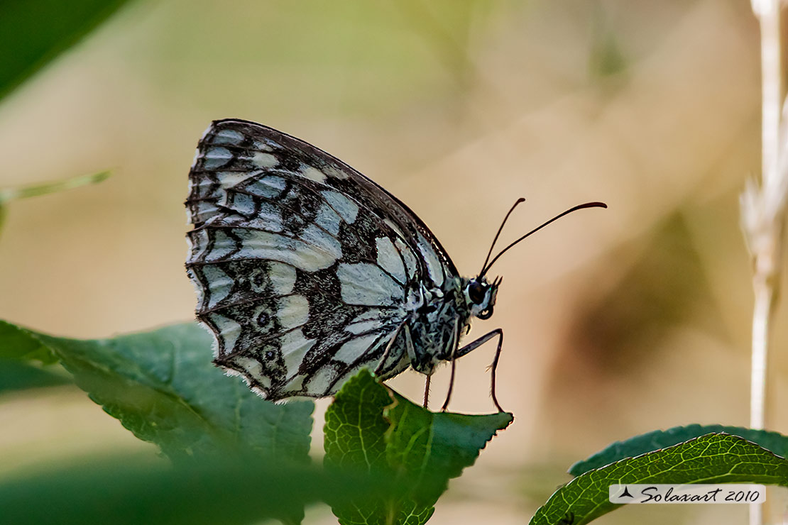 Melanargia galathea