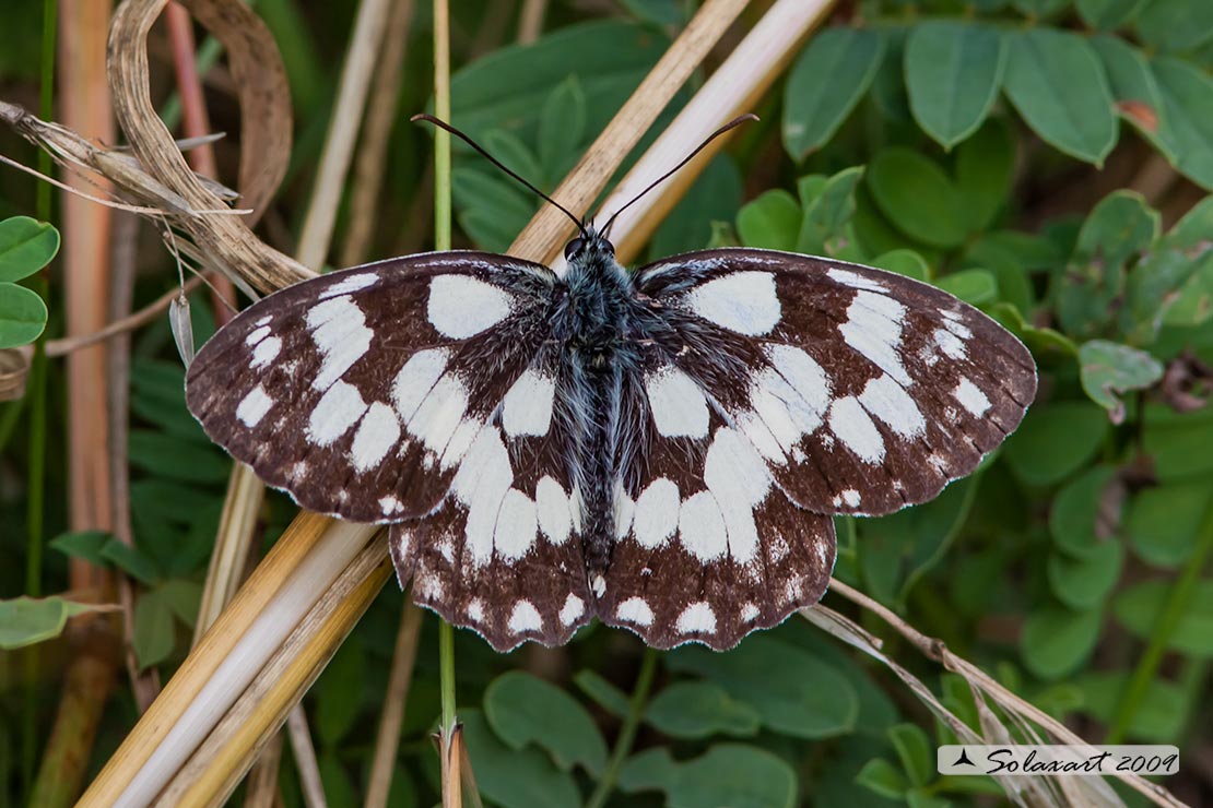Melanargia galathea