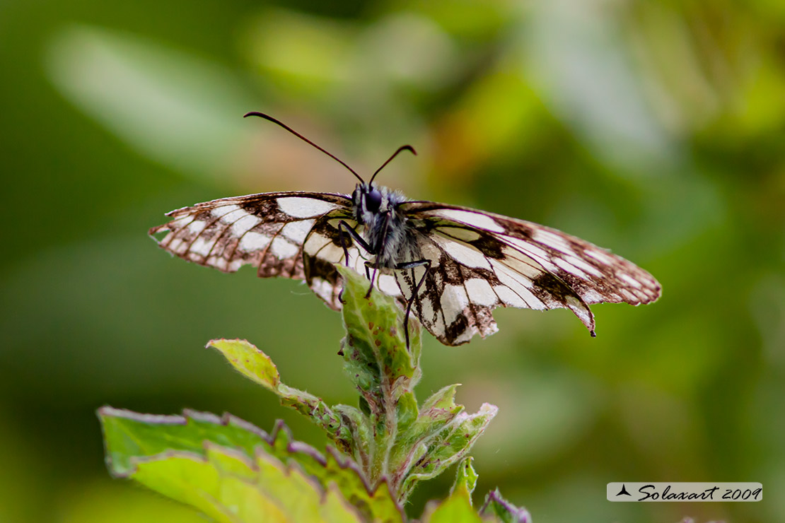 Melanargia galathea