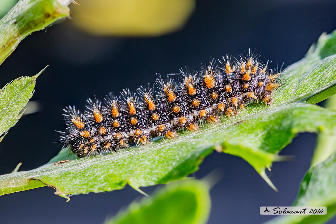 Melitaea athalia (bruco)