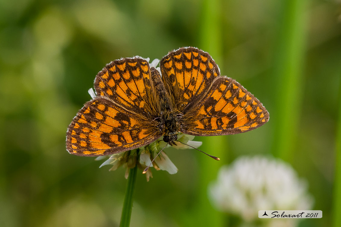 Melitaea athalia (femmina)