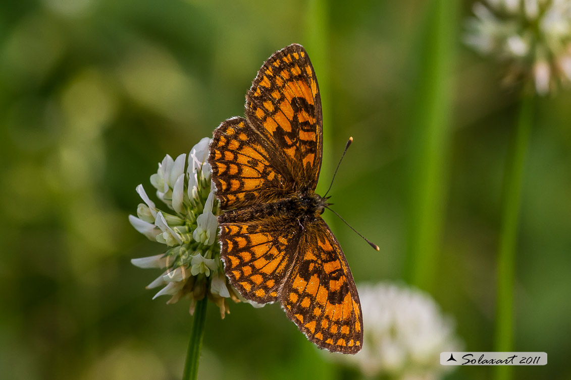 Melitaea athalia (femmina)