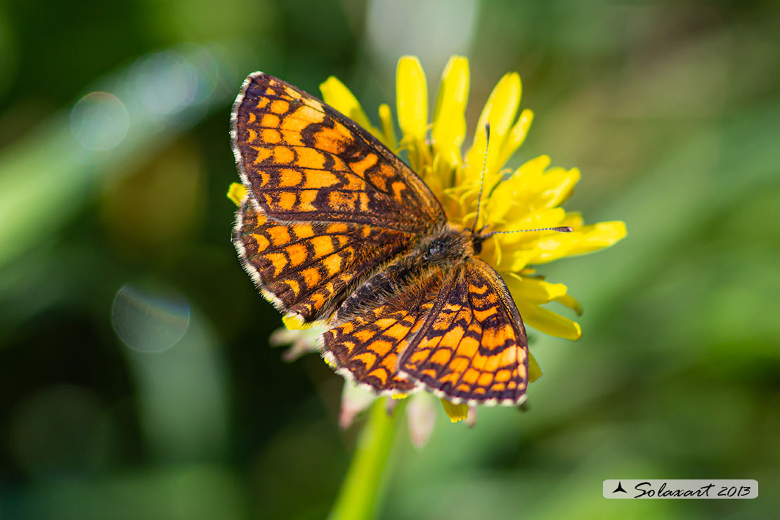 Melitaea athalia (femmina)