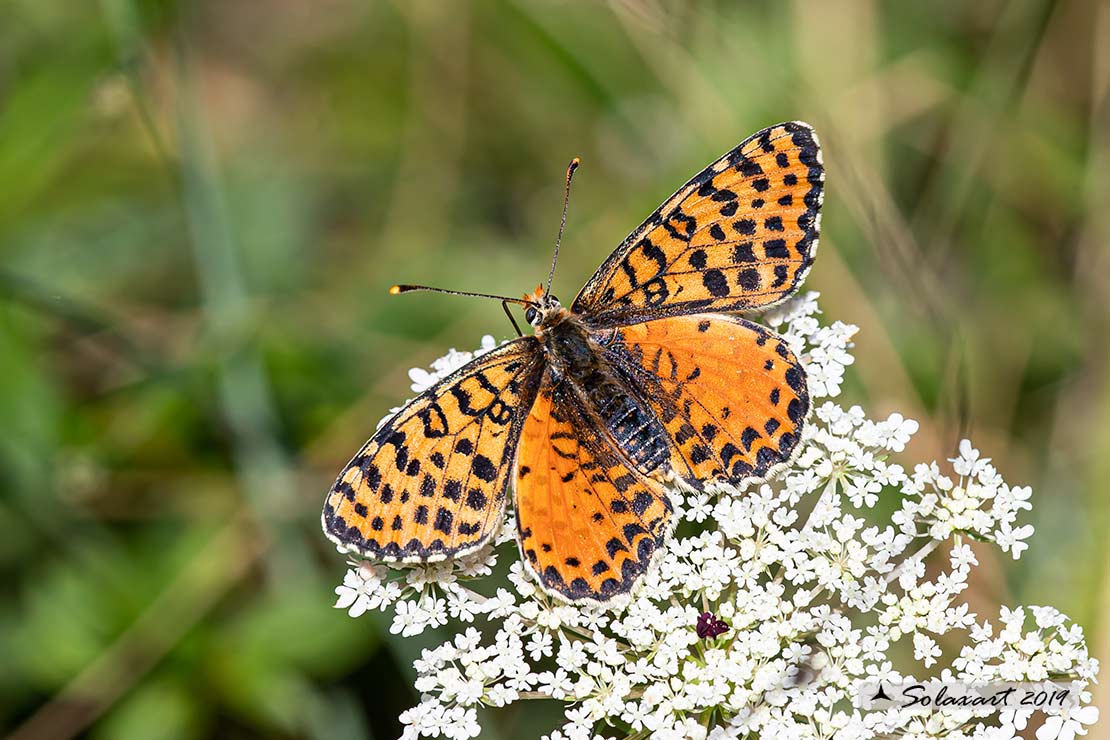 Melitaea didyma - Didima (femmina) - Spotted Fritillary or Red-band Fritillary (female)