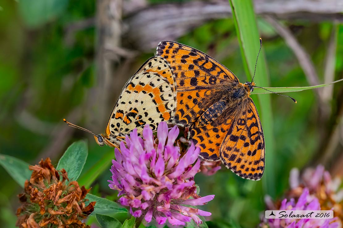 Melitaea didyma - Didima (maschio) - Spotted Fritillary or Red-band Fritillary (male)