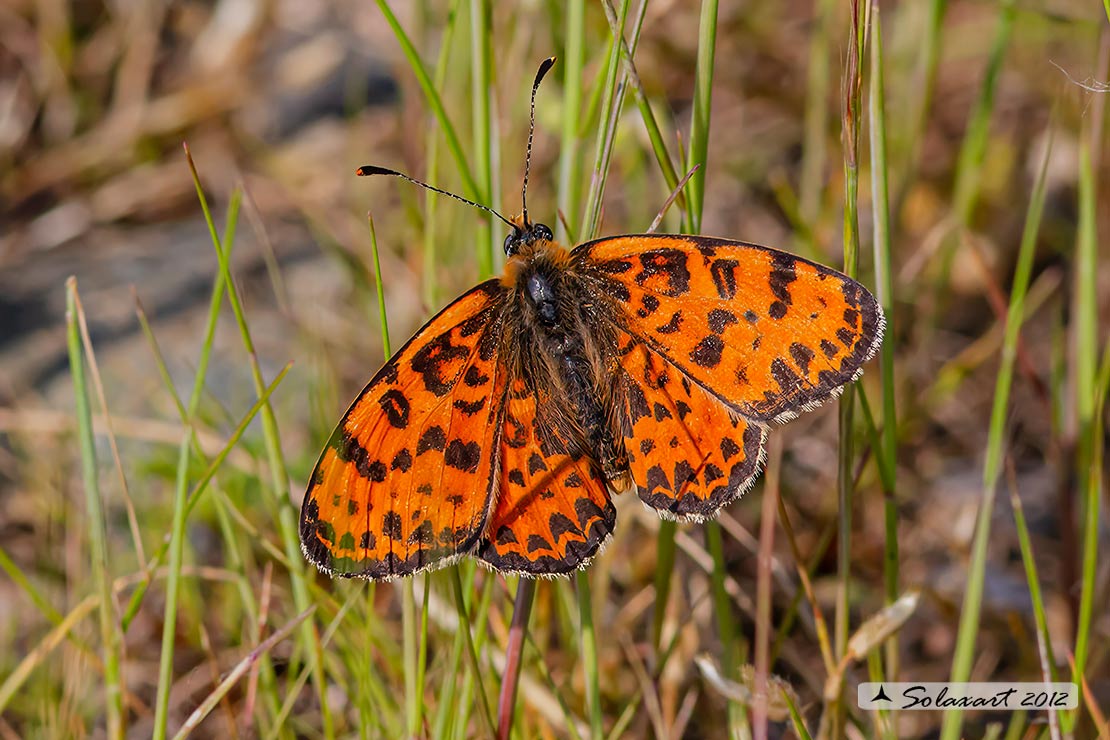 Melitaea didyma - Didima (maschio) - Spotted Fritillary or Red-band Fritillary (male)
