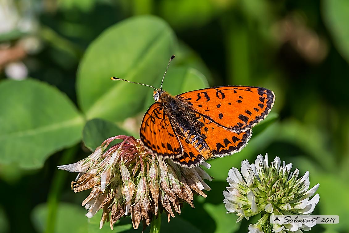 Melitaea didyma - Didima (maschio) - Spotted Fritillary or Red-band Fritillary (male)