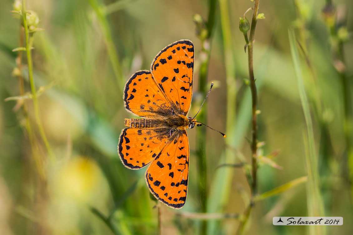 Melitaea didyma - Didima (maschio) - Spotted Fritillary or Red-band Fritillary (male)