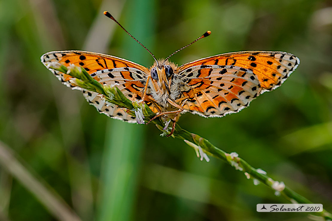 Melitaea didyma - Didima (maschio) - Spotted Fritillary or Red-band Fritillary (male)