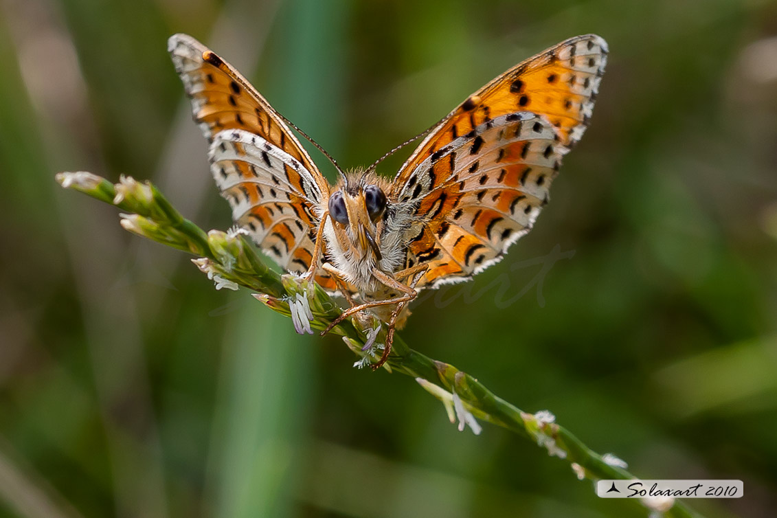 Melitaea didyma - Didima (maschio) - Spotted Fritillary or Red-band Fritillary (male)