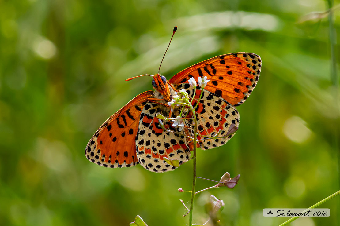 Melitaea didyma - Didima (maschio) - Spotted Fritillary or Red-band Fritillary (male)