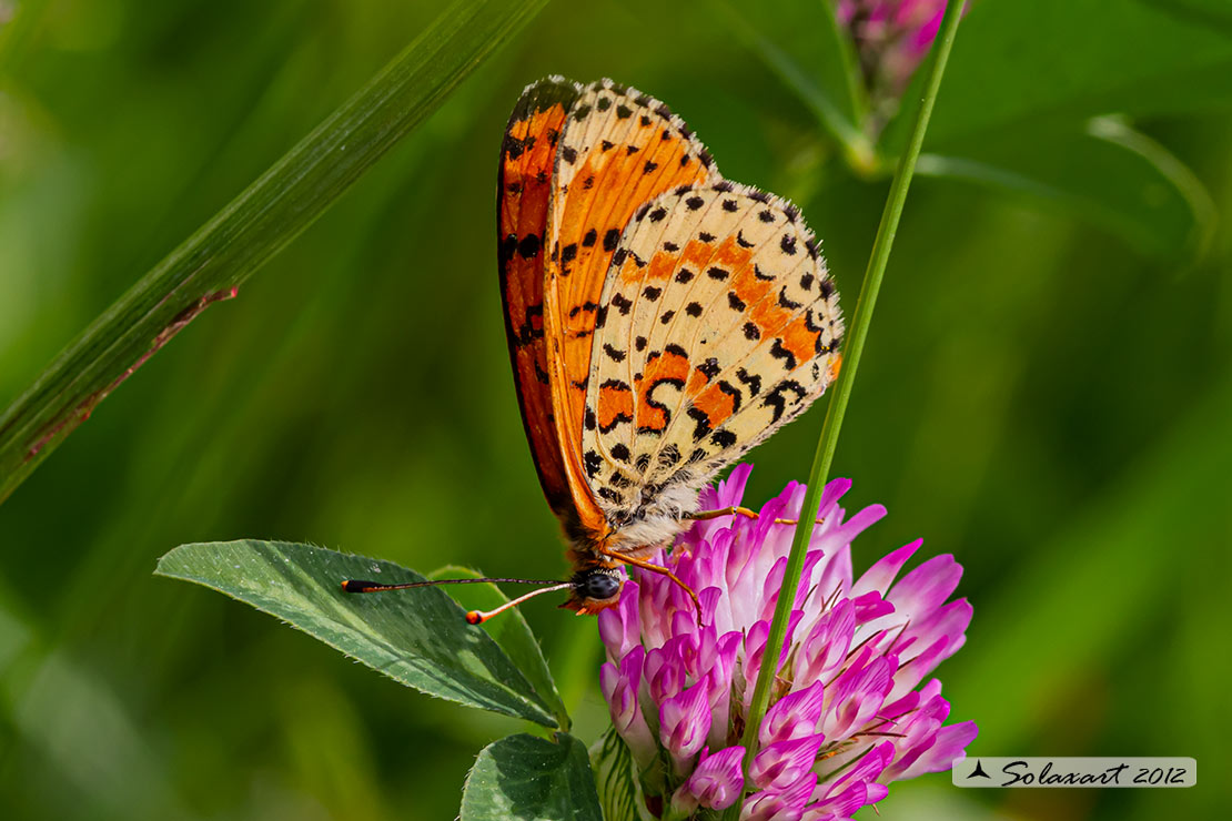 Melitaea didyma - Didima (maschio) - Spotted Fritillary or Red-band Fritillary (male)