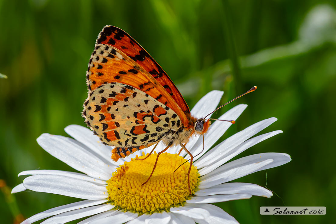Melitaea didyma - Didima (maschio) - Spotted Fritillary or Red-band Fritillary (male)