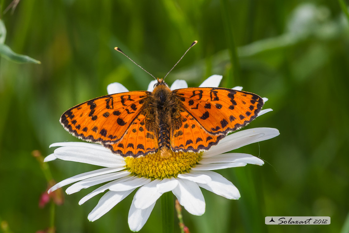 Melitaea didyma - Didima (maschio) - Spotted Fritillary or Red-band Fritillary (male)