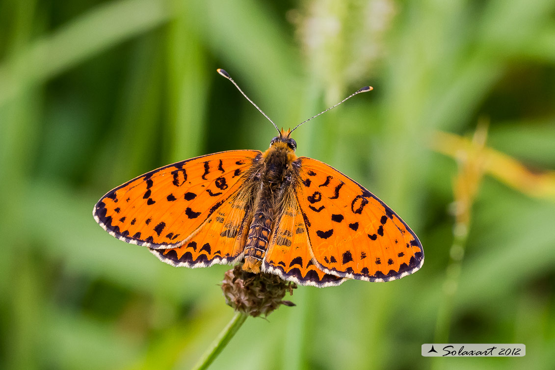 Melitaea didyma - Didima (maschio) - Spotted Fritillary or Red-band Fritillary (male)