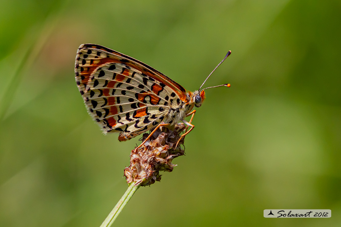 Melitaea didyma - Didima (femmina) - Spotted Fritillary or Red-band Fritillary (female)