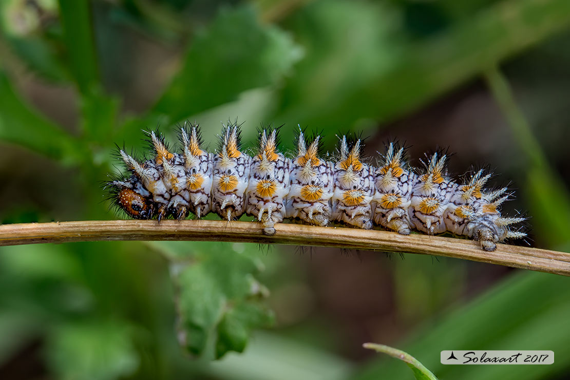 Melitaea didyma - Didima (bruco) - Spotted Fritillary or Red-band Fritillary (caterpillar)