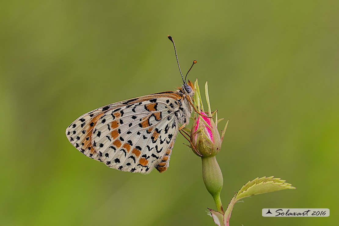 Melitaea didyma - Didima (femmina) - Spotted Fritillary or Red-band Fritillary (female)