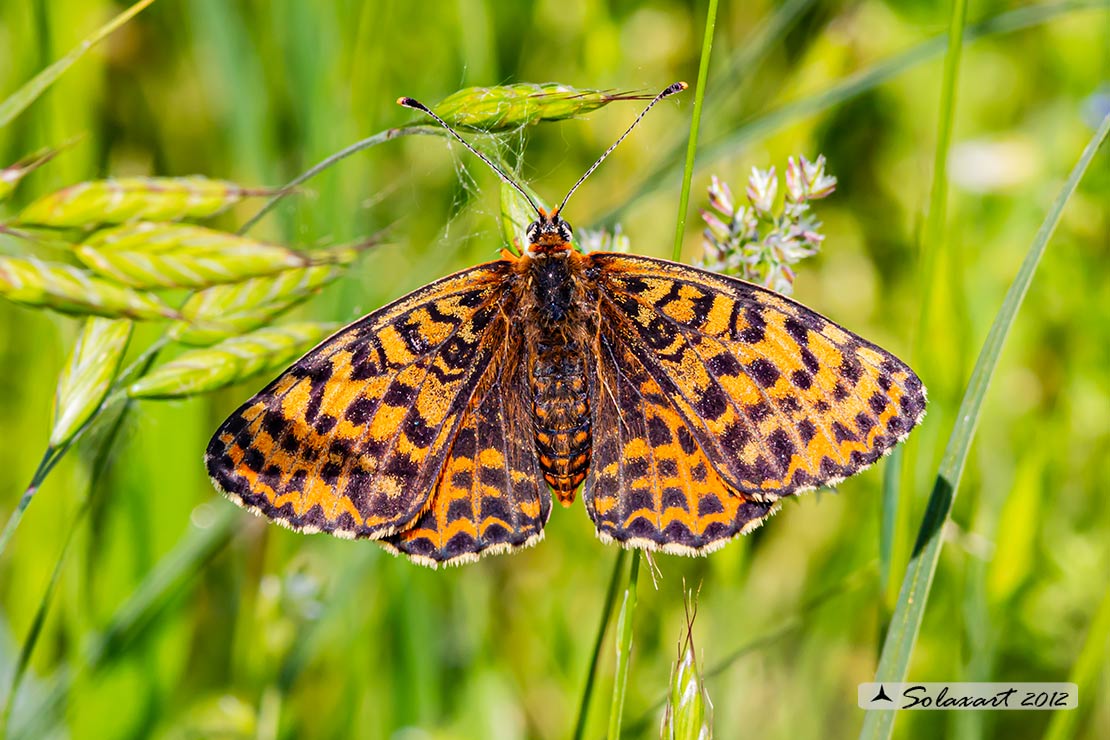 Melitaea didyma meridonalis: Didima meridionale (femmina); Spotted Fritillary (female)