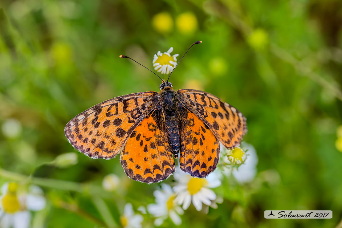 Melitaea didyma meridonalis: Didima meridionale (femmina); Spotted Fritillary (female)