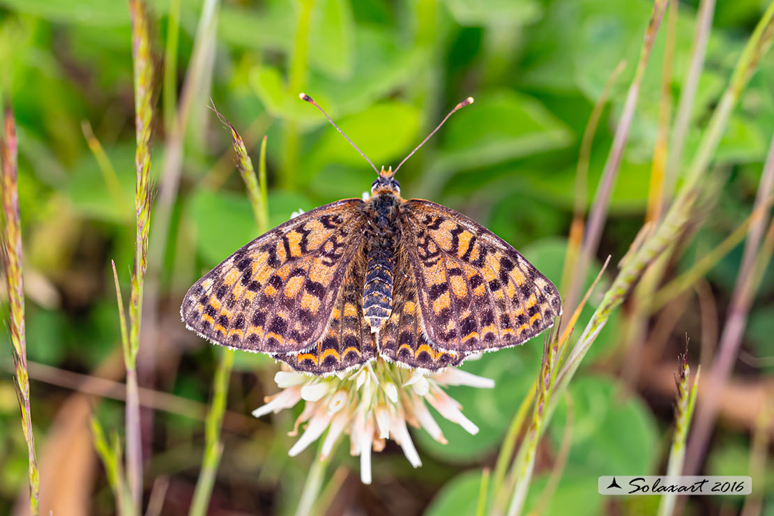 Melitaea didyma meridonalis: Didima meridionale (femmina); Spotted Fritillary (female)