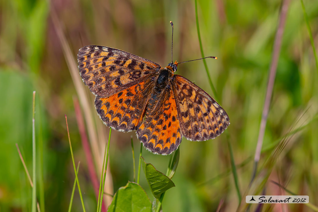 Melitaea didyma meridonalis: Didima meridionale (maschio); Spotted Fritillary (male)