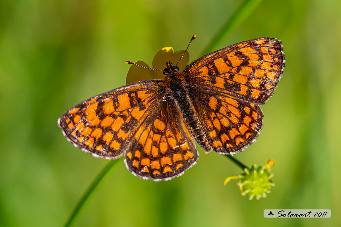 Melitaea nevadensis (maschio)