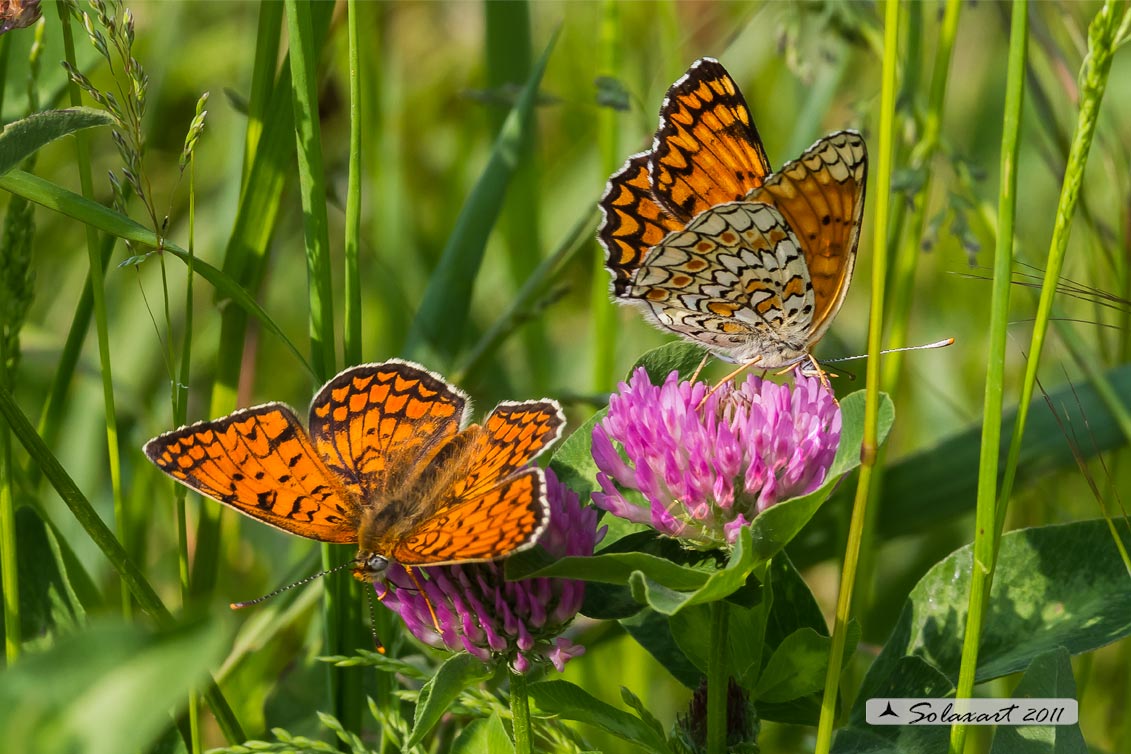Melitaea phoebe: Febe (maschio e femmina); Knapweed Fritillary (male & female)