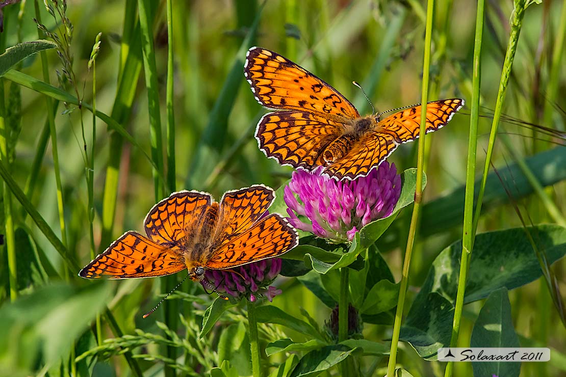 Melitaea phoebe: Febe (maschio e femmina);  Knapweed Fritillary (male & female)