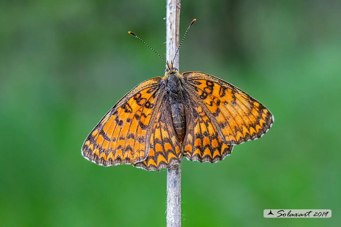 Melitaea phoebe: Febe (femmina);  Knapweed Fritillary (female)