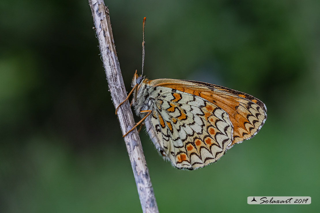 Melitaea phoebe: Febe (femmina); Knapweed Fritillary (female)