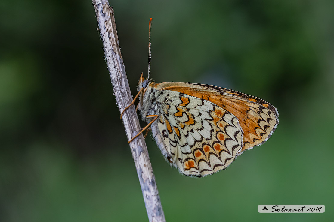 Melitaea phoebe: Febe (femmina);  Knapweed Fritillary (female)