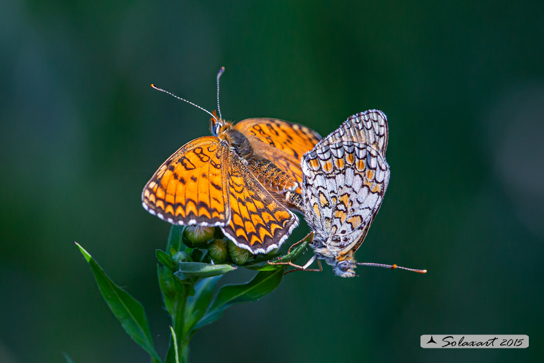 Melitaea phoebe: Febe (copula);  Knapweed Fritillary (mating)