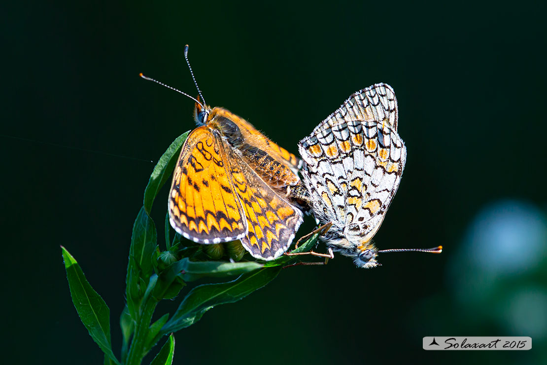 Melitaea phoebe: Febe (copula); Knapweed Fritillary (mating)