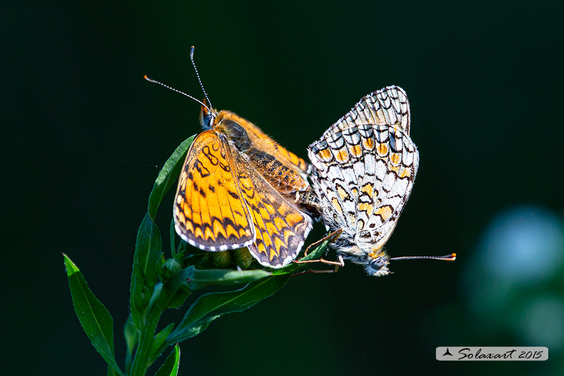 Melitaea phoebe: Febe (copula);  Knapweed Fritillary (mating)