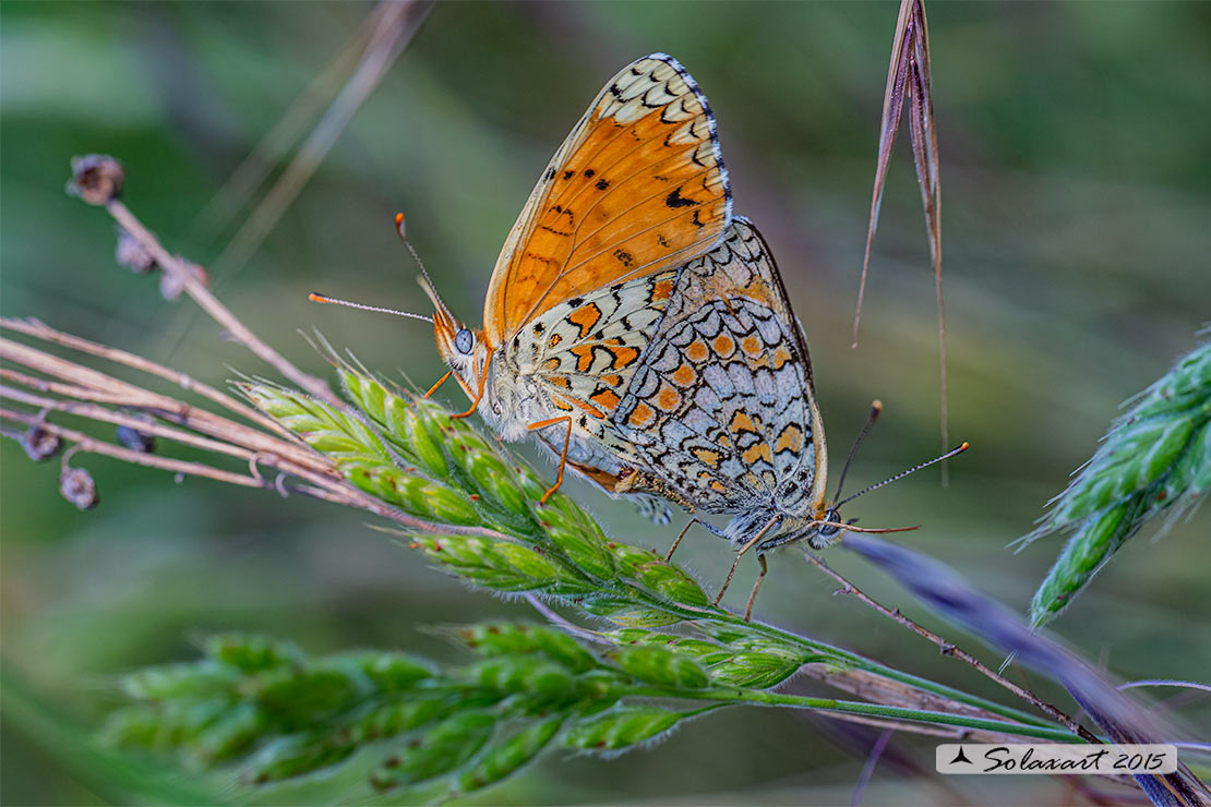 Melitaea phoebe: Febe (copula);  Knapweed Fritillary (mating)