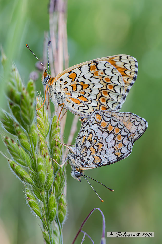 Melitaea phoebe: Febe (copula);  Knapweed Fritillary (mating)