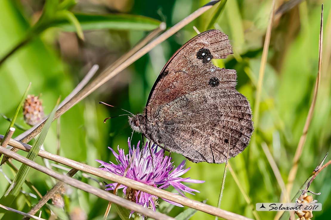 Minois dryas (maschio)