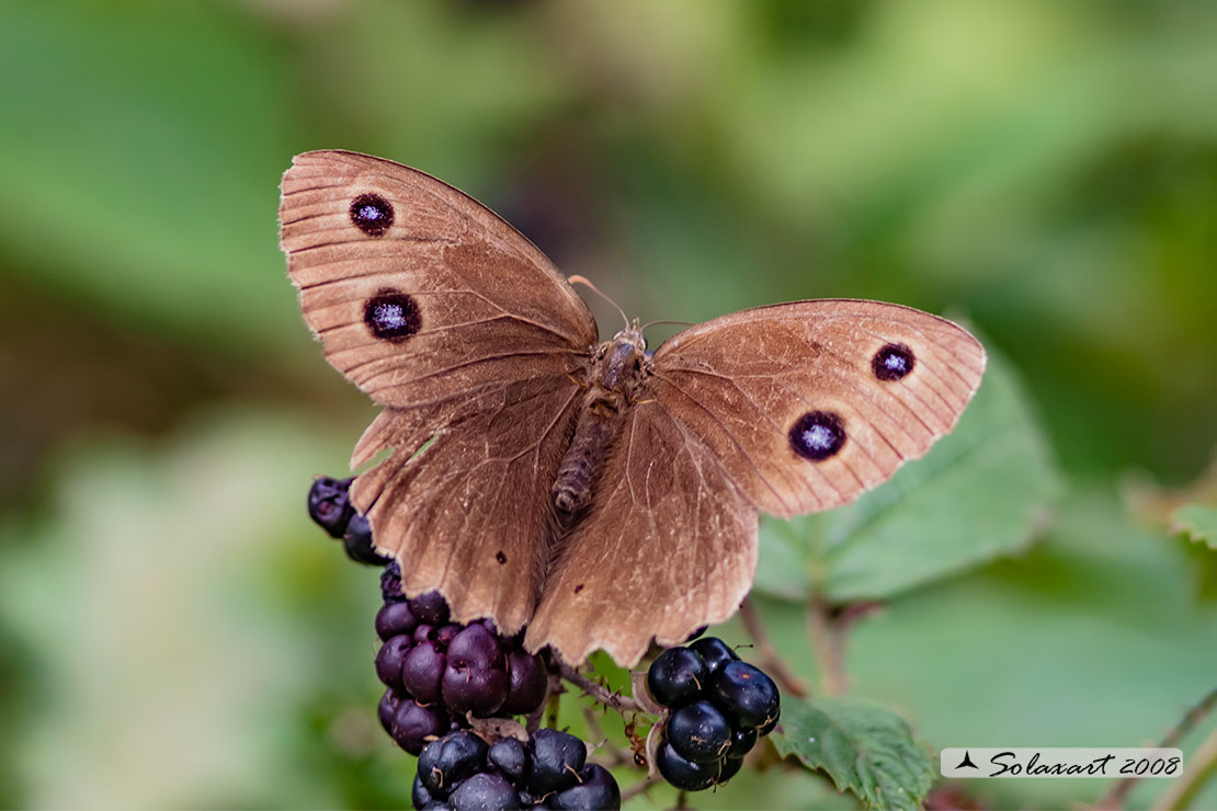 femmina di Minois dryas