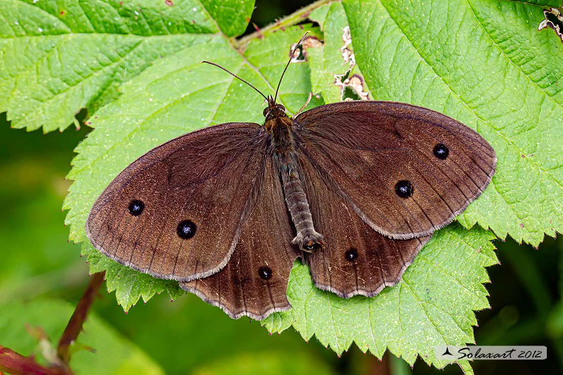 Minois dryas (maschio)