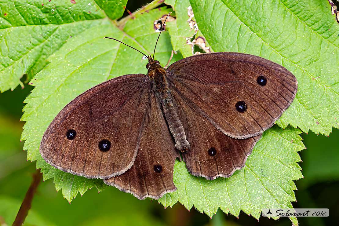 Minois dryas (maschio)