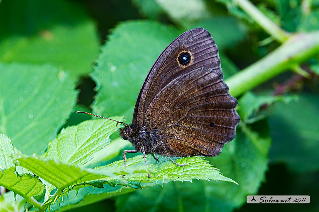 Minois dryas (maschio)