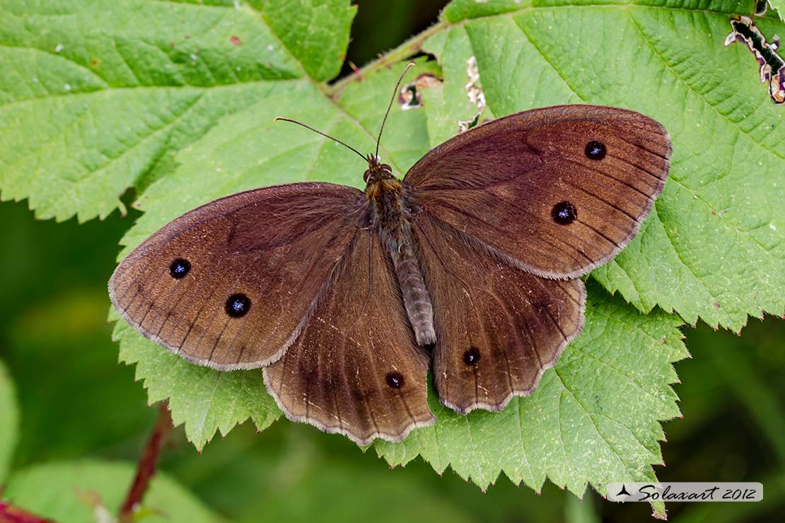 Minois dryas (maschio)