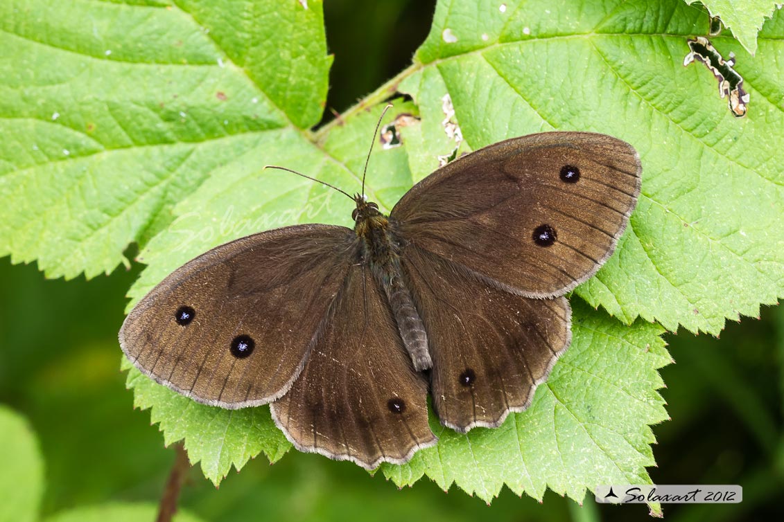 Minois dryas (maschio)