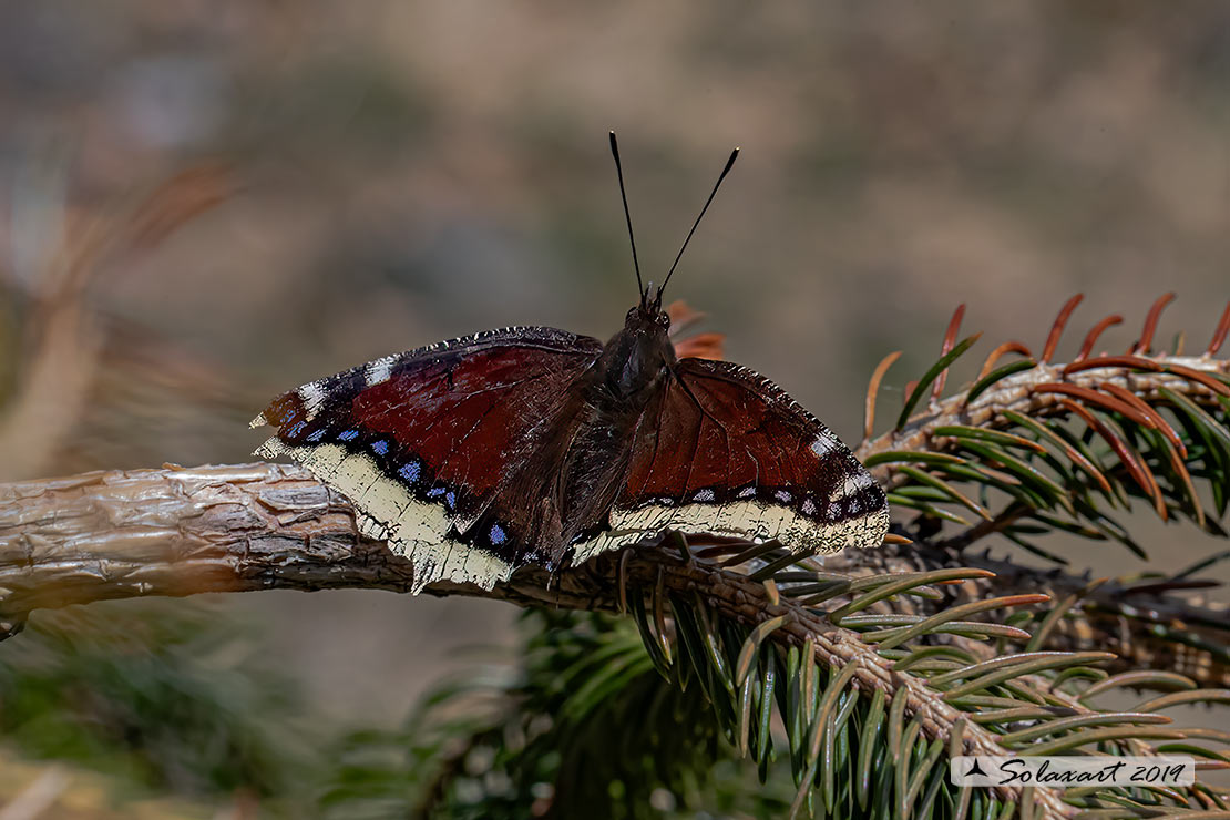 Nymphalis antiopa - Vanessa antiopa - Mourning cloak or Camberwell Beauty