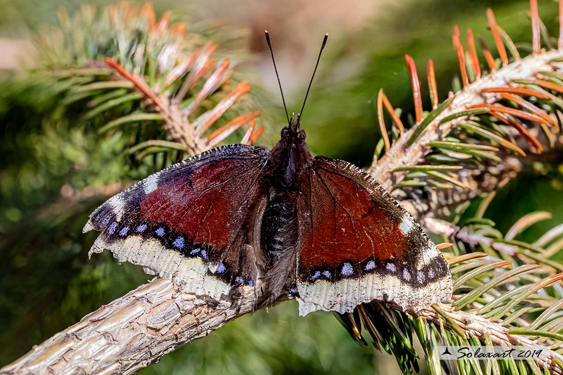 Nymphalis antiopa - Vanessa antiopa - Mourning cloak or Camberwell Beauty