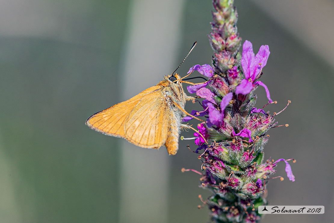 Ochlodes venatus - Esperide dei boschi - Large Skipper