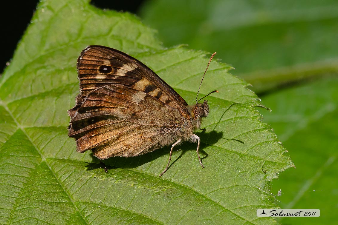 Pararge aegeria - Egeria - Speckled Wood